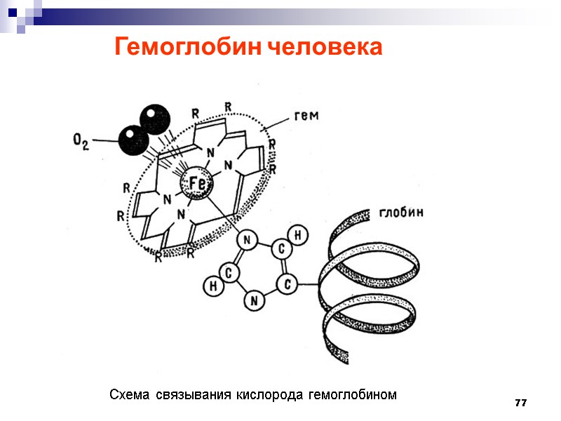 77 Гемоглобин человека  Схема связывания кислорода гемоглобином
